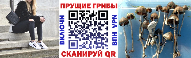 ссылка на мегу маркетплейс  Светогорск  Галлюциногенные грибы Magic Shrooms 